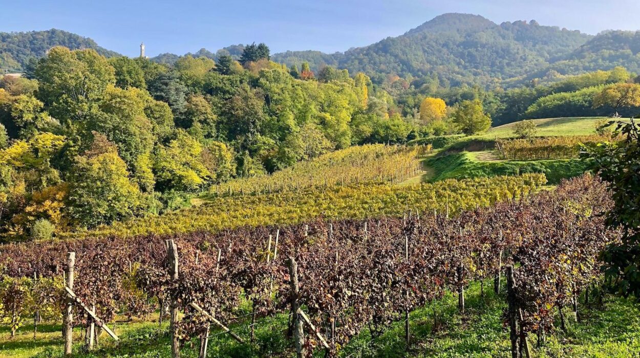 Vigneti nei Colli Euganei